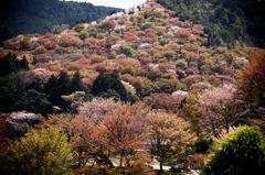 吉野山にて