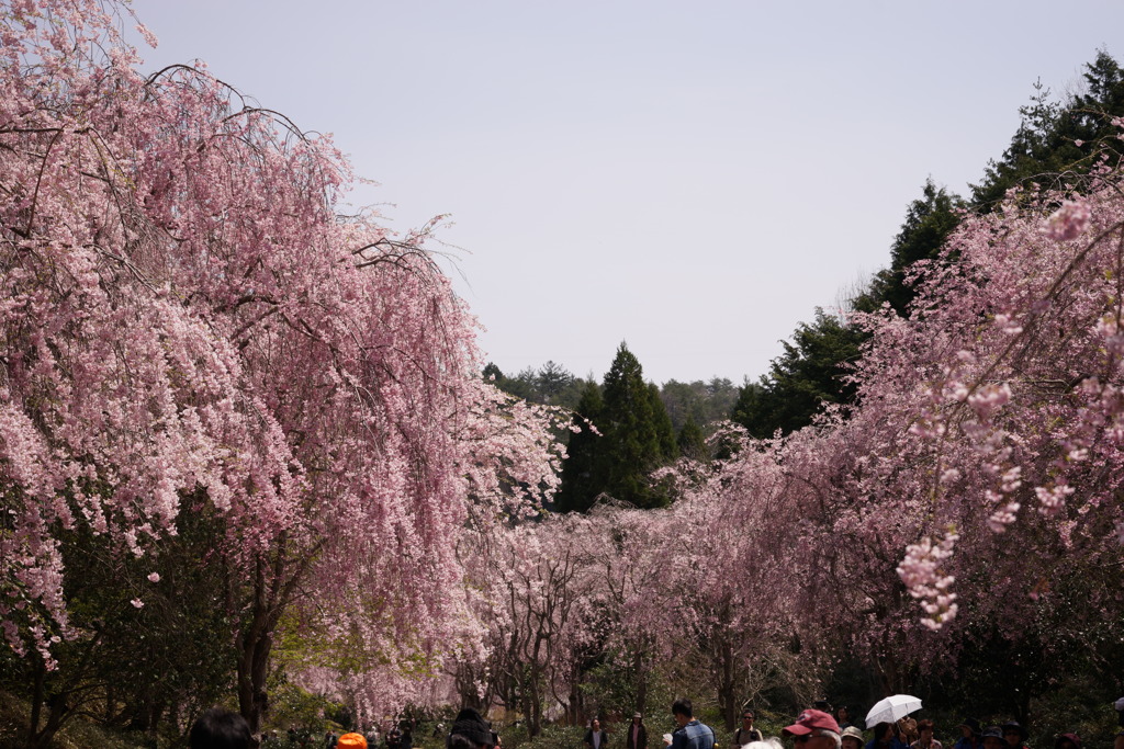 桜の見納め2