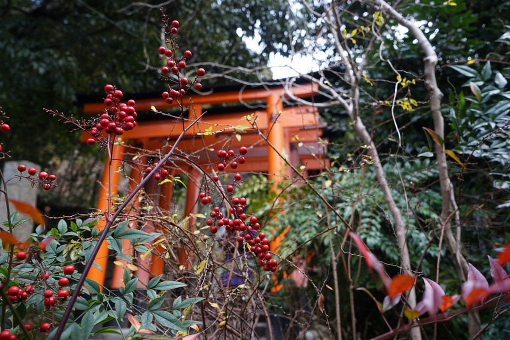 千本鳥居5