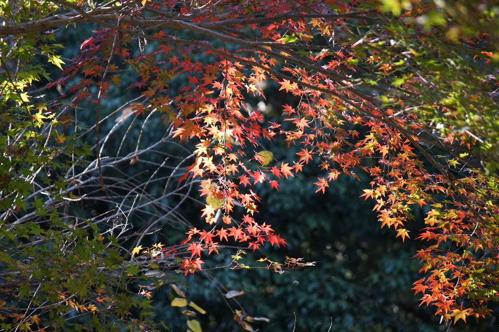 日吉大社 紅葉７