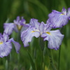 花菖蒲２