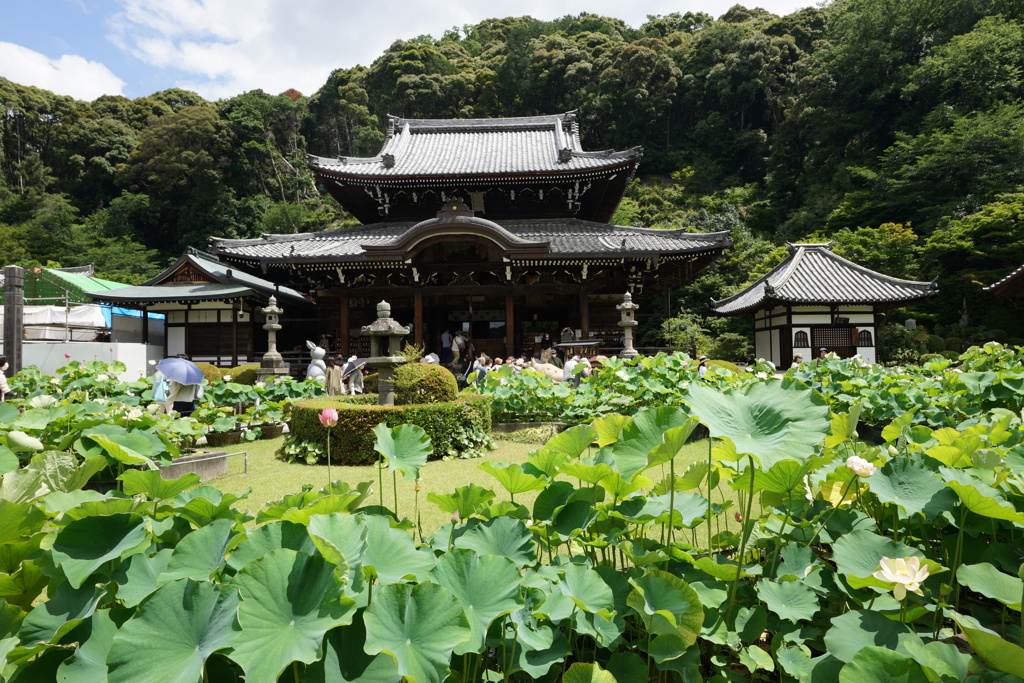 三室戸寺