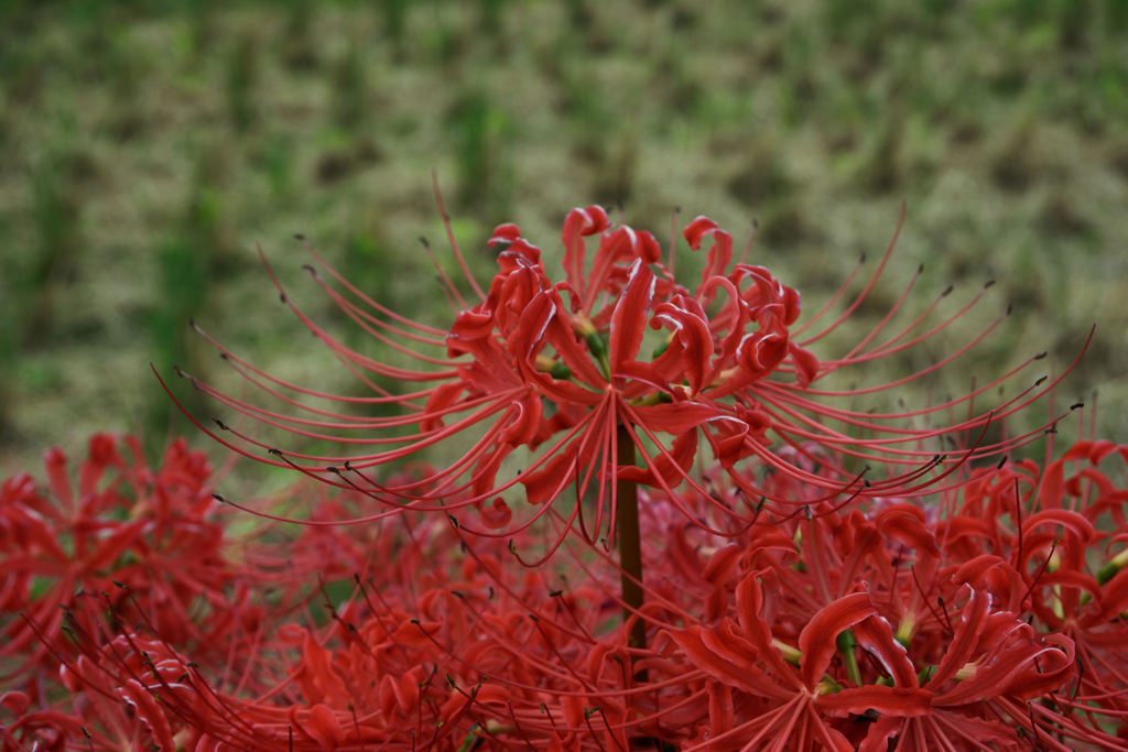 彼岸花２