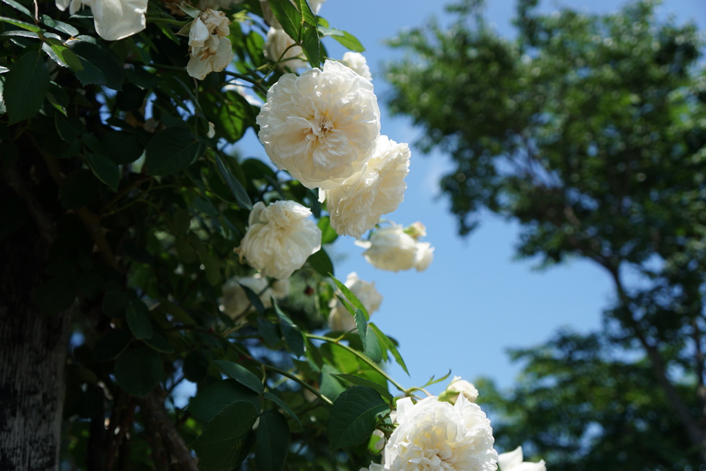 守山バラハーブ園１