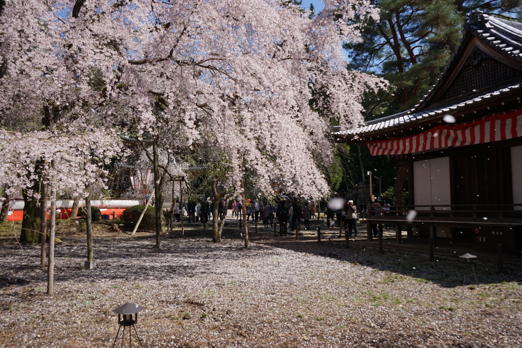 花吹雪１