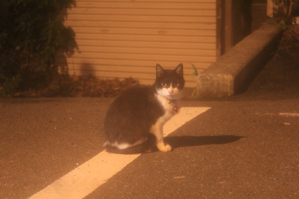 ポートレート