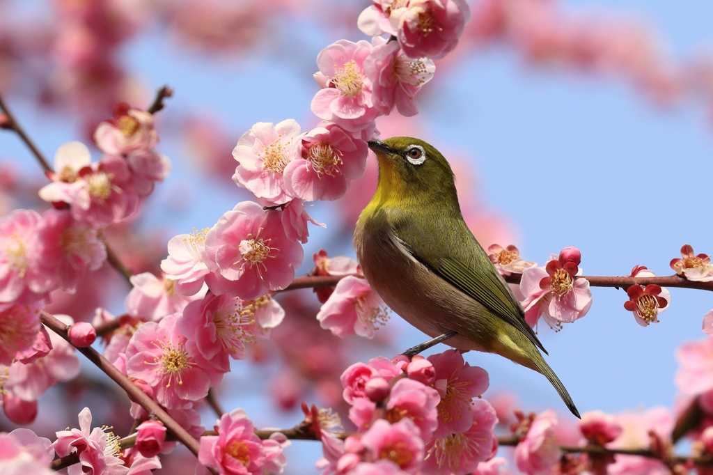 春はすぐそこ