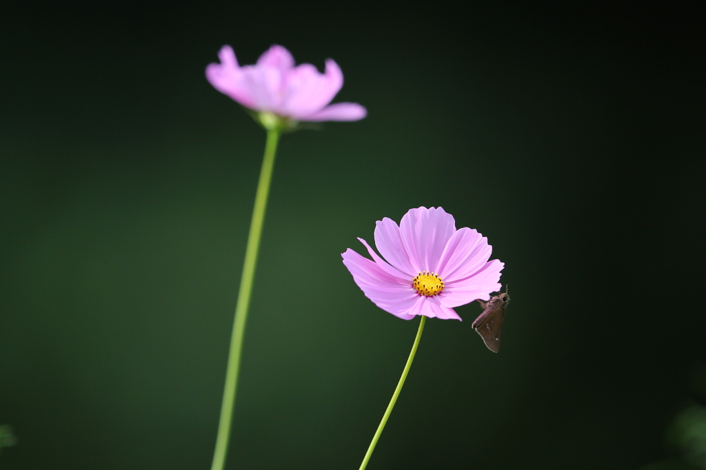 秋桜