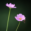 秋桜