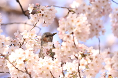 ヒヨ桜