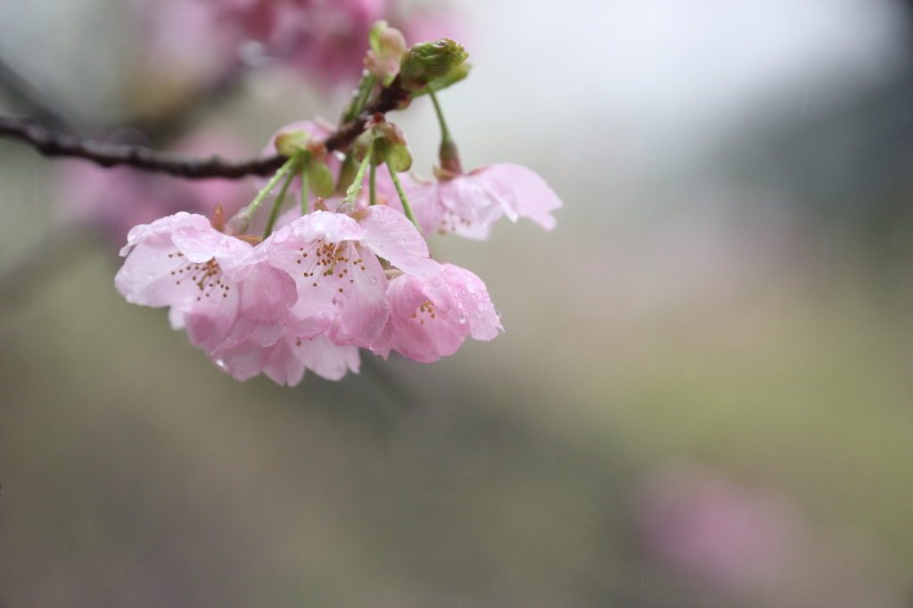 雨の日の輝き