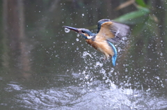 カワセミの水浴び　２