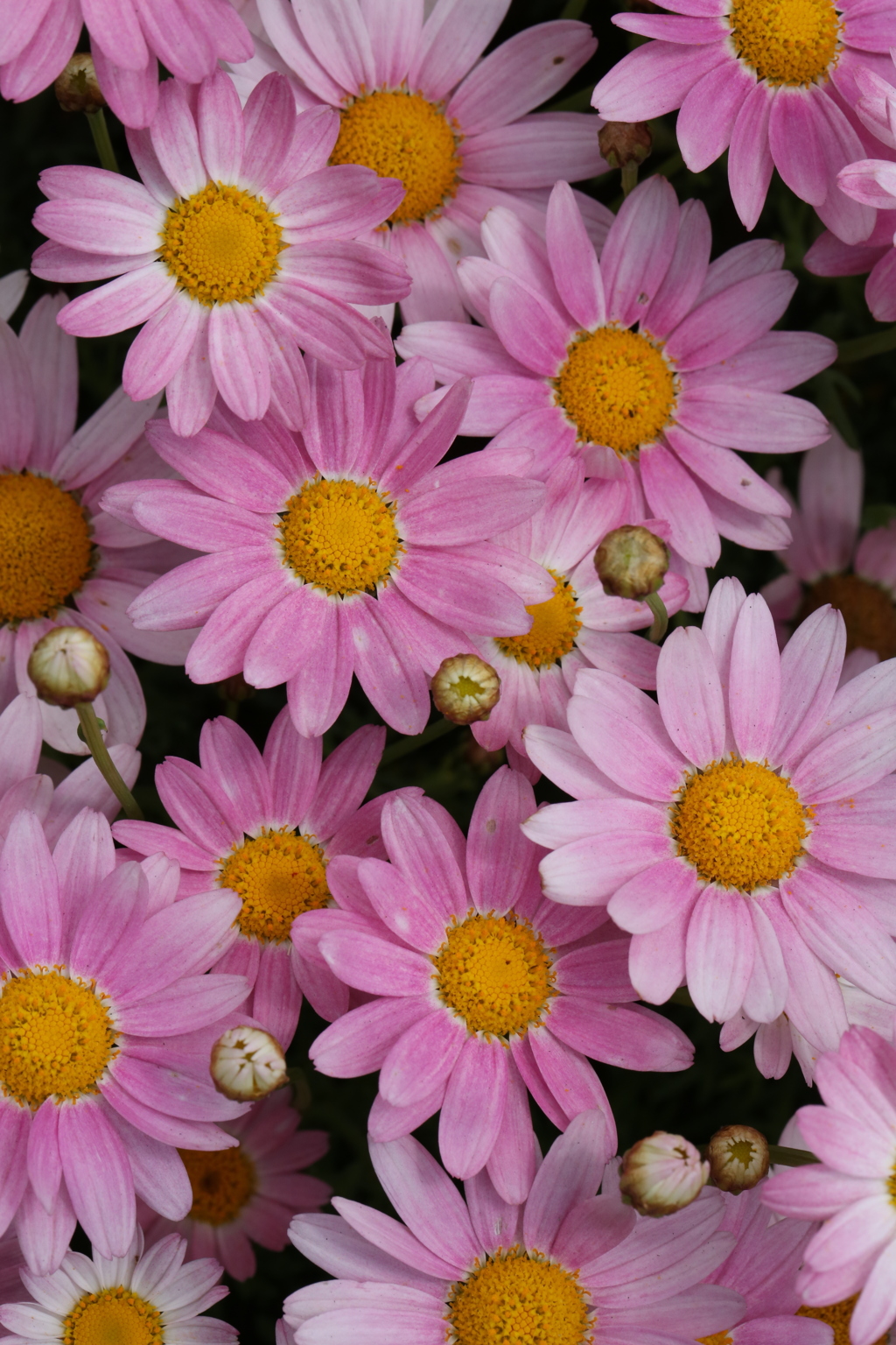 花・花・花