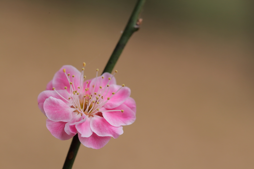 梅の花一輪