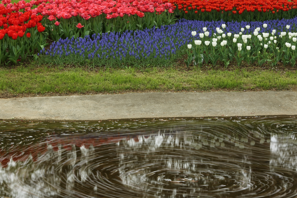 桜の花を流す小川