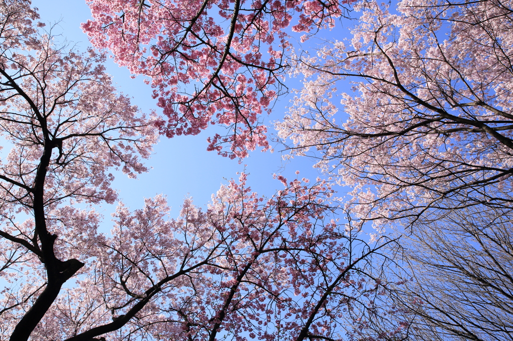 桜色の空