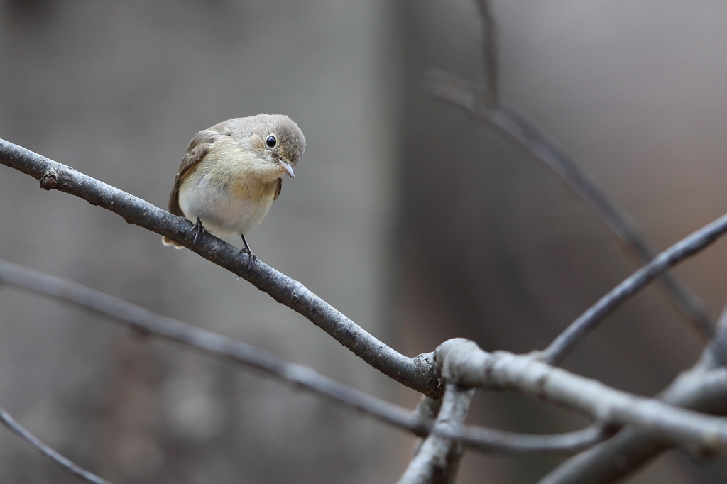 可愛い鳥さん By Yokoima Id 写真共有サイト Photohito