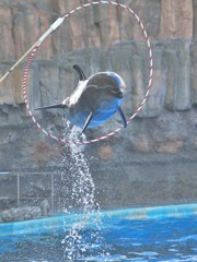 飛べない海豚はただの海豚だ…(￣ー￣)Ⅱ