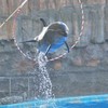 飛べない海豚はただの海豚だ…(￣ー￣)Ⅱ