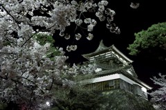 丸岡城、桜に包まれ