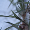 観葉植物