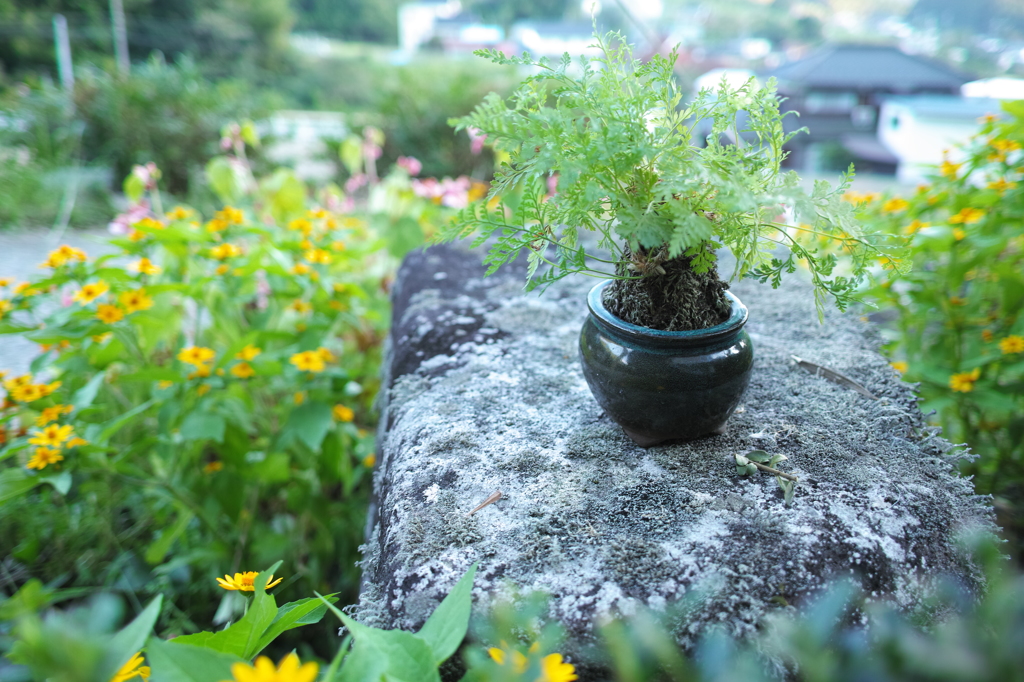 Merrillな苔鉢
