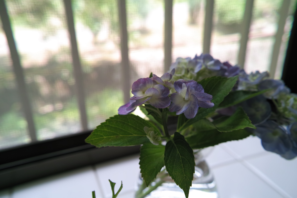 メリルな紫陽花♪