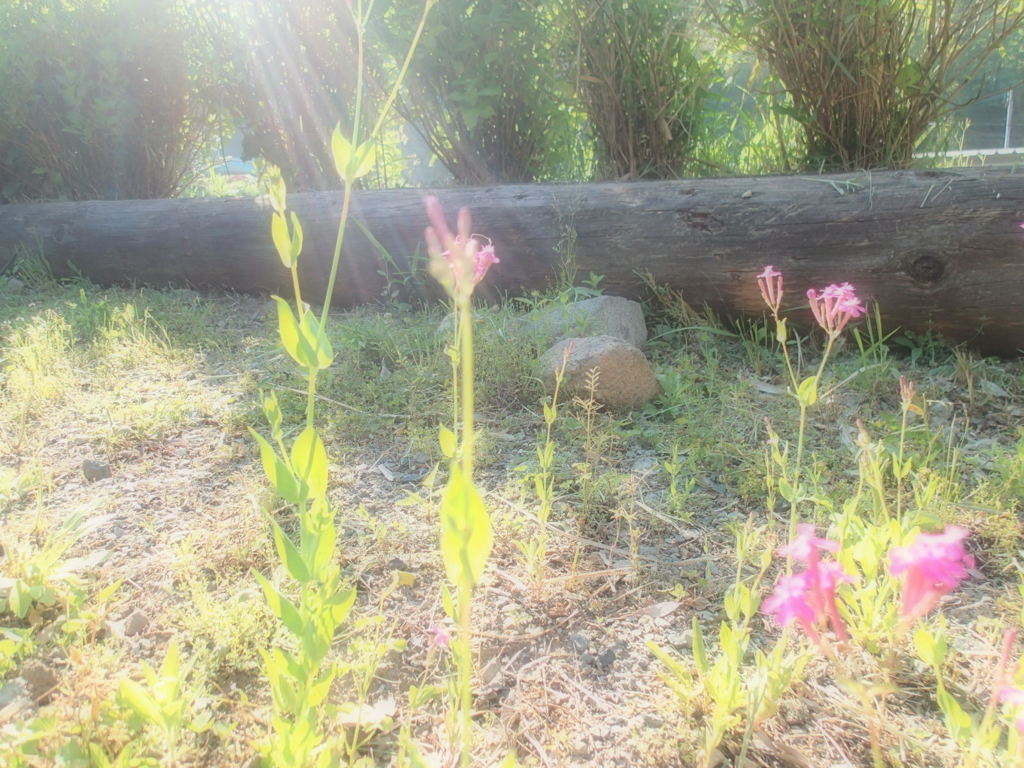 目覚めのサンシャワー♪