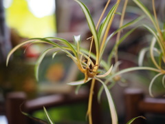観葉植物２