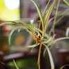 観葉植物２