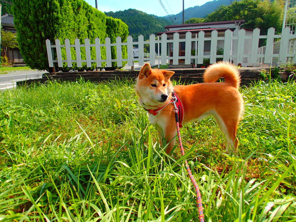 母柴サチ♪