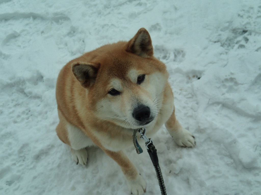 雪の上でもへっちゃら～♪