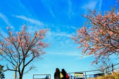 河津桜