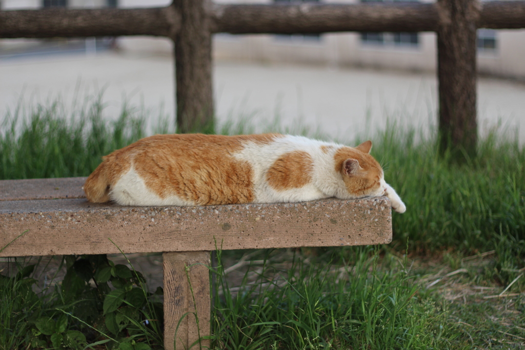 多摩川河川敷にて