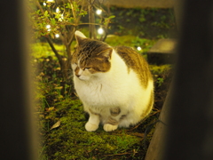 ねむねこ