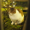 ねむねこ