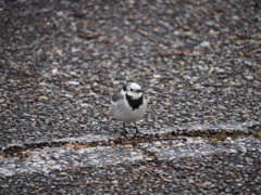 公園に居た鳥
