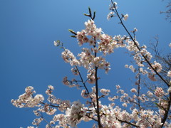 公園で出会った桜？