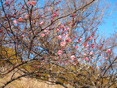 花２