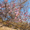 花２