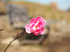 ここだけに花３