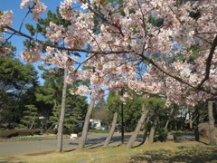 桜３