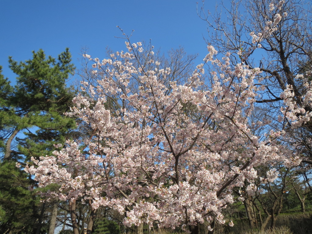 桜４