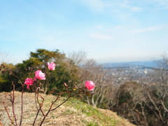 ここだけに花。