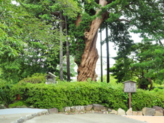すごい木
