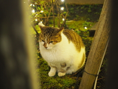 ねむそうなねこ
