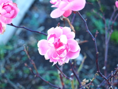 きれいな花