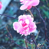 きれいな花