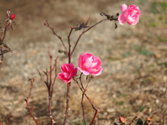 ここだけに花２