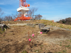ここだけに花４